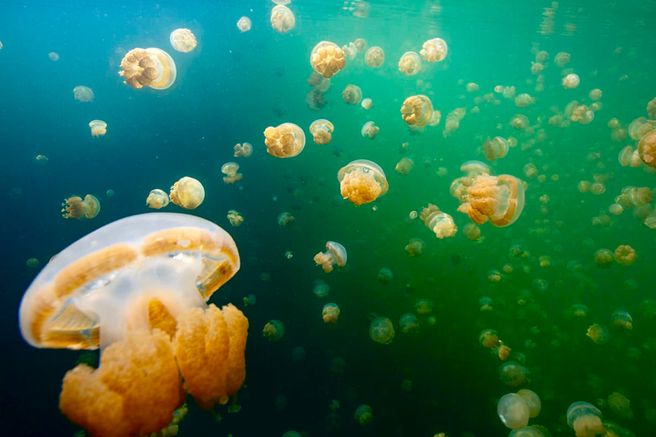 팔라우 카약 & 젤리피쉬 레이크 투어