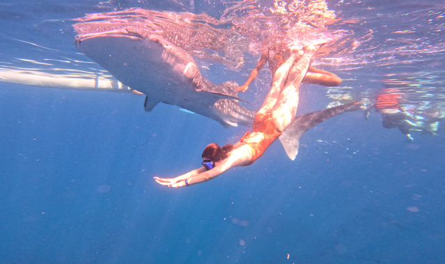 [세친구투어] 세부 패스트트랙 오캐팩 (오슬롭 고래상어 & 투말록폭포 & 가와산 캐녀닝)