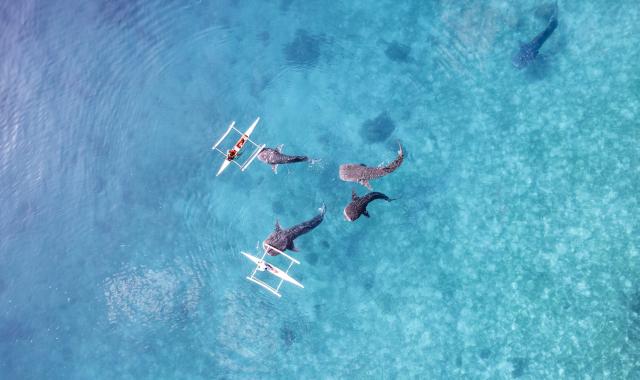 [세친구투어] 세부 패스트트랙 오캐팩 (오슬롭 고래상어 & 투말록폭포 & 가와산 캐녀닝)