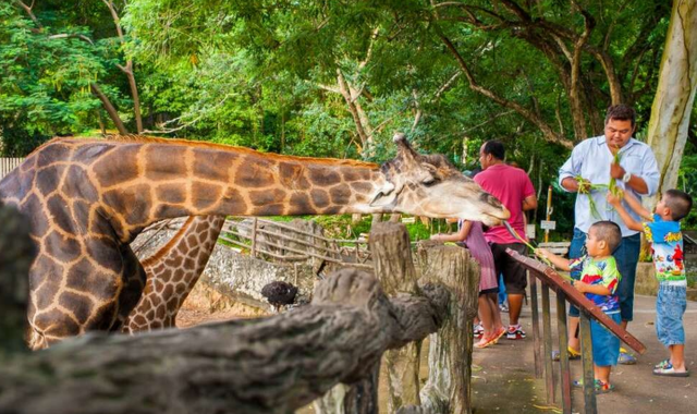 パタヤ・カオキアオオープン動物園半日プライベートツアー(バンコク出発)