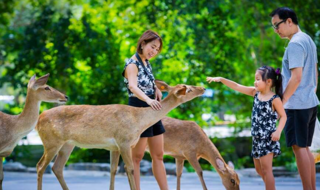 パタヤ・カオキアオオープン動物園半日プライベートツアー(バンコク出発)