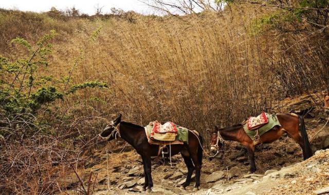 리장 호도협 트래킹 일일 투어