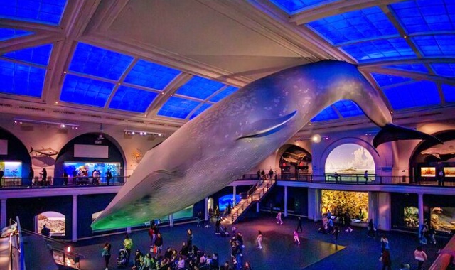 [타미스] 뉴욕 국립 자연사 박물관 할인 입장권