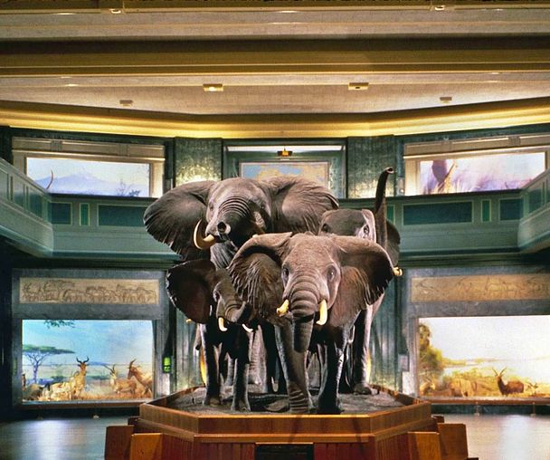 activity_detail_image