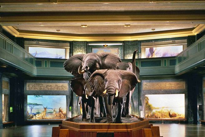 New York: American Museum of Natural History Discount Ticket