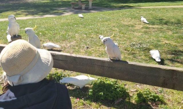 [고호주] 시드니 공항 픽업 + 블루마운틴 & 페더데일 동물원 단독 투어