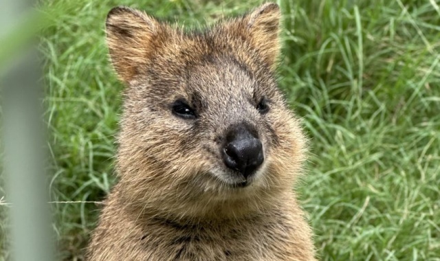 [독점할인] [고호주] 블루마운틴 & 킹스테이블랜드 & 페더데일 & 시닉월드 & 별보기 투어