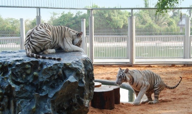 パタヤ・クロコダイルファームデイツアー（ホテルピックアップ込み）