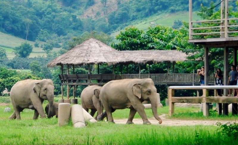 치앙마이 코끼리 생츄어리 & 뱀부 래프팅 일일 투어