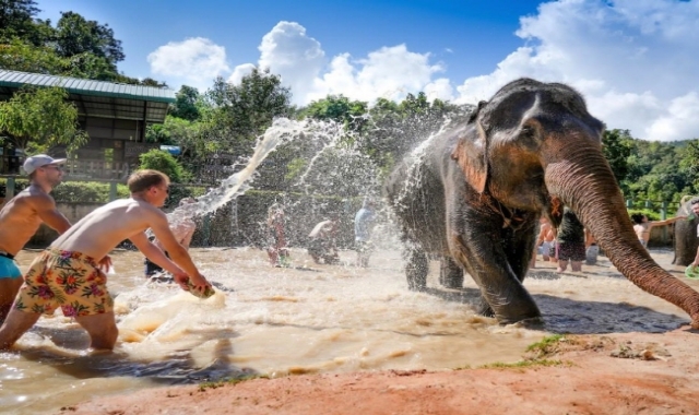 치앙마이 코끼리 생츄어리 & 뱀부 래프팅 일일 투어