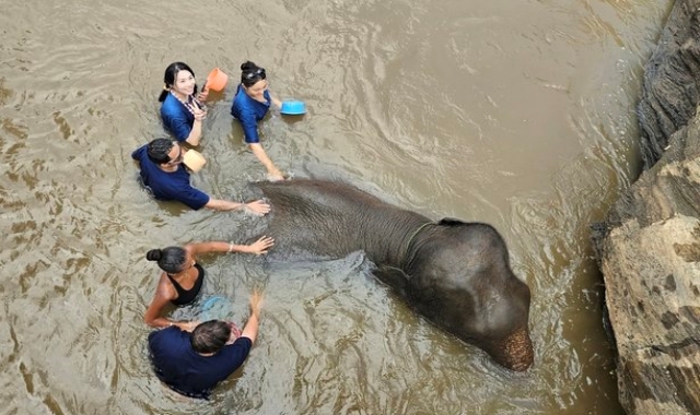 치앙마이 코끼리 생츄어리 반일 투어 (오전/오후 선택, 숙소 픽업 & 샌딩 포함)