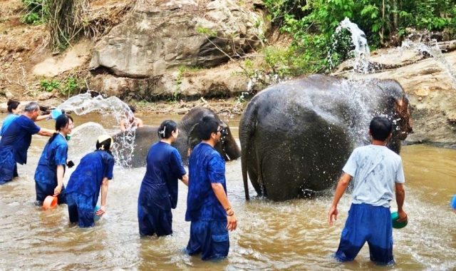 치앙마이 코끼리 생츄어리 반일 투어 (오전/오후 선택, 숙소 픽업 & 샌딩 포함)