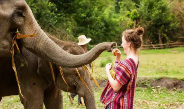 치앙마이 코끼리 생츄어리 & 도이인타논 트래킹 일일 투어 (숙소 픽업 & 샌딩 포함)