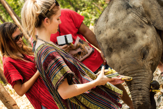 치앙마이 코끼리 생츄어리 반일 투어 (오전/오후 선택, 숙소 픽업 & 샌딩 포함)