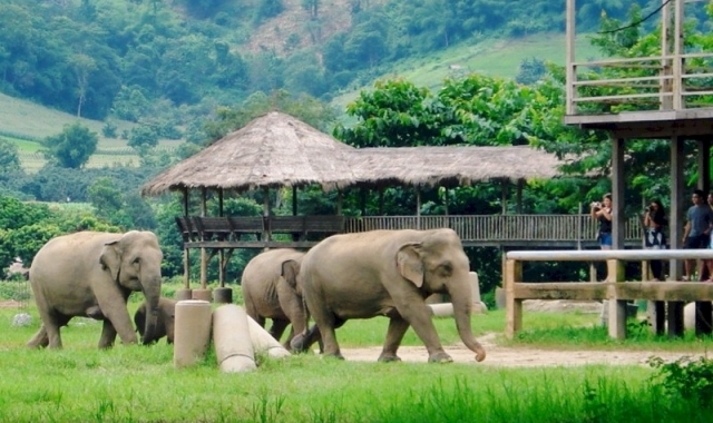 치앙마이 코끼리 생츄어리 & 도이인타논 트래킹 일일 투어 (숙소 픽업 & 샌딩 포함)