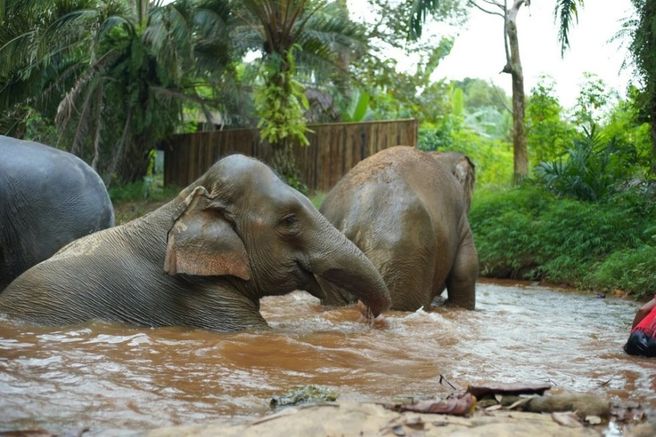 카오락 코끼리 생츄어리 반일 투어