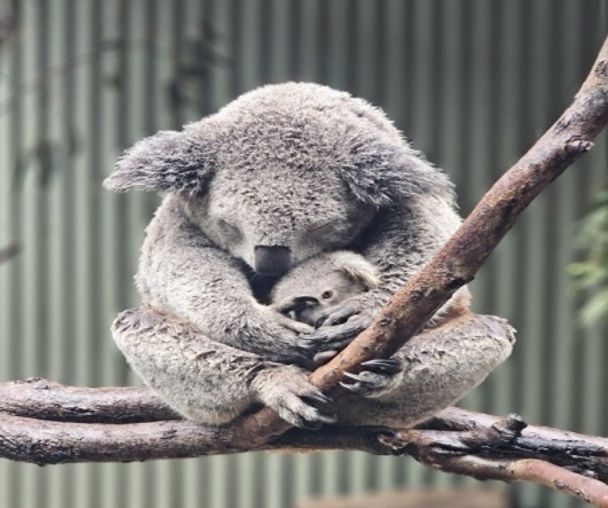 activity_detail_image