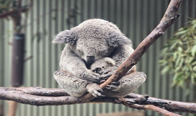 시드니 페더데일 동물원 입장권