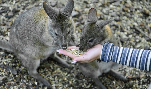 시드니 페더데일 동물원 입장권