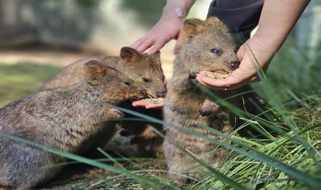 시드니 페더데일 동물원 입장권