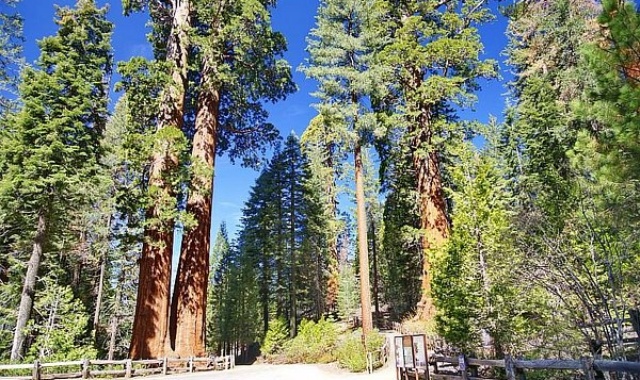 [LA사랑방] [1박2일] 킹스 캐년 & 세궤이아 국립 공원 투어 - 세상에서 가장 큰 나무 거목의 향연