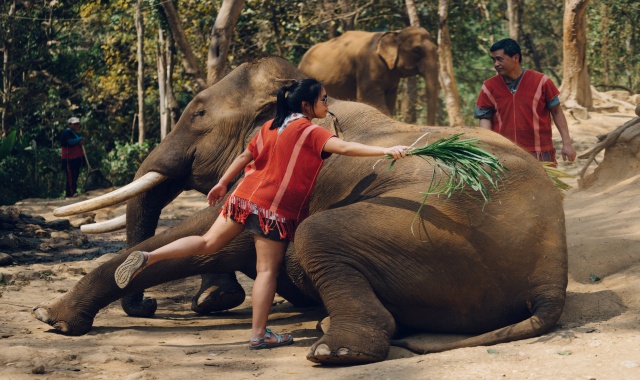 끄라비 릴렉싱 위드 엘리펀트 반일 투어 (숙소 픽업 & 샌딩 포함)