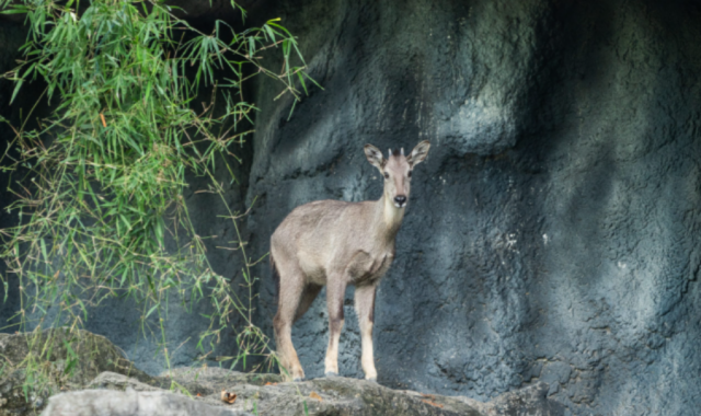 치앙마이 나이트 사파리 입장권
