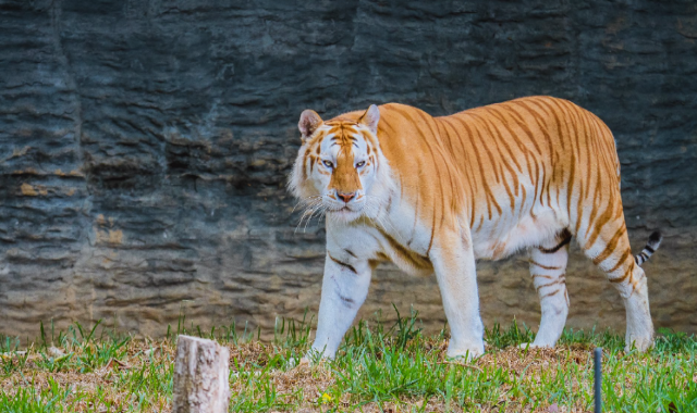 치앙마이 나이트 사파리 입장권