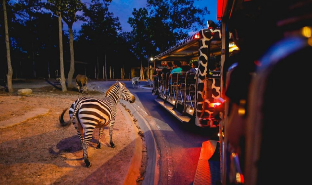 치앙마이 나이트 사파리 입장권