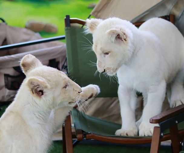 activity_detail_image