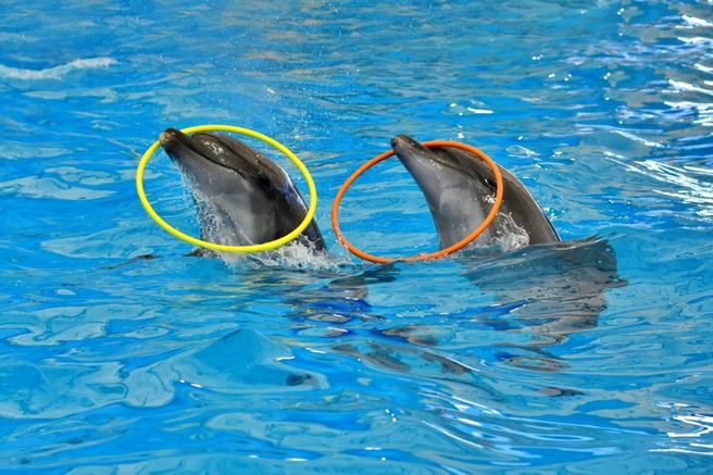 Phuket Dolphins Bay Admission Ticket