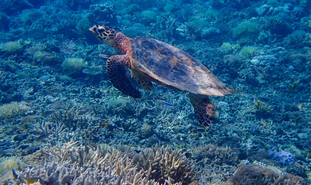 나하 출발: 오키나와 케라마 제도 3대 스노클링 투어