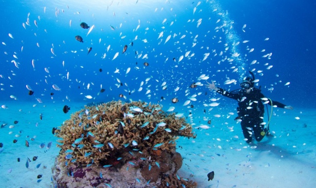 나하 출발: 오키나와 케라마 제도 3대 스노클링 투어