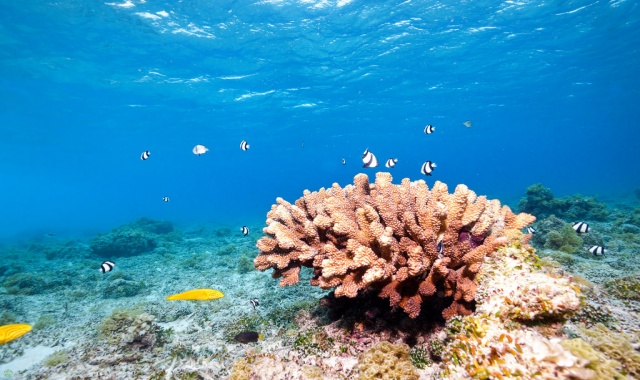 나하 출발: 오키나와 케라마 제도 3대 스노클링 투어