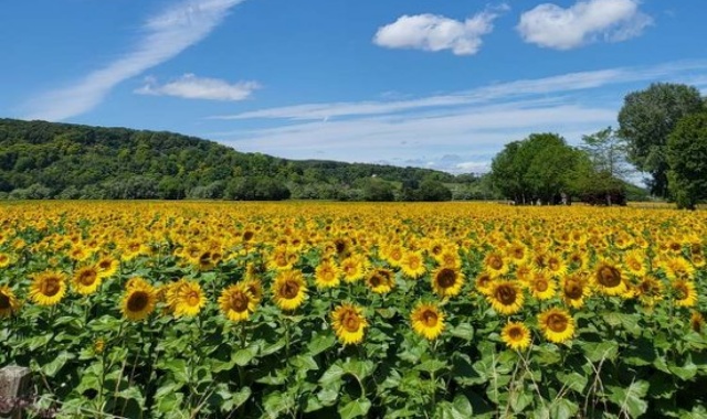 [톡투유] 1박2일 몽생미셸, 에트르타, 옹플뢰르 그리고 지베르니와 오베르쉬아즈 투어