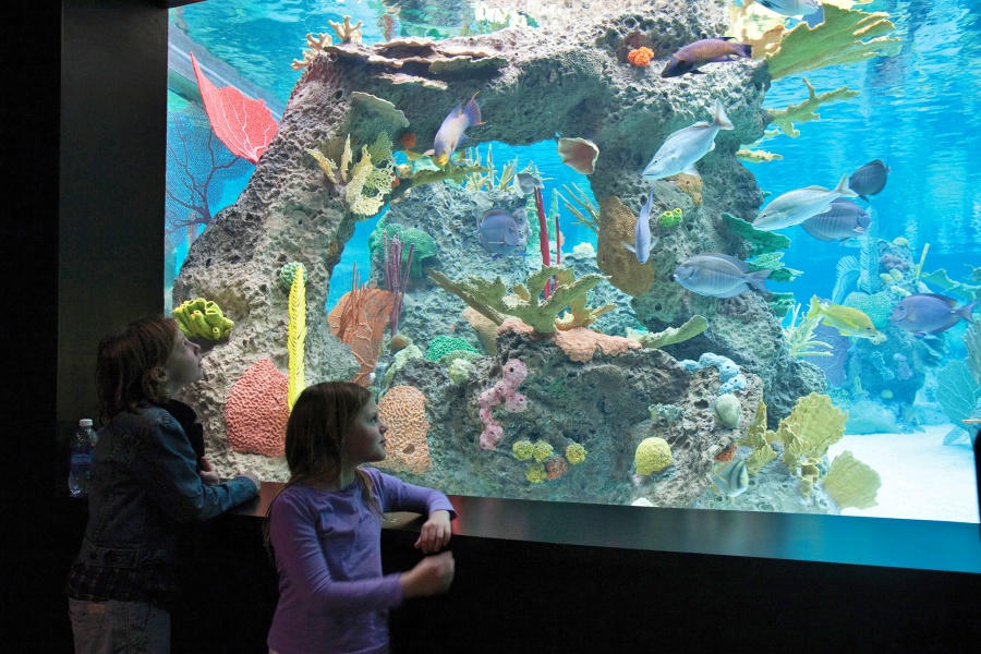 ニューヨーク水族館 入場チケット