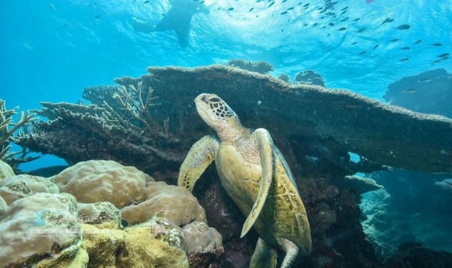 グレートバリアリーフ シュノーケリング＆体験ダイビングツアー