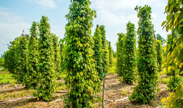 푸꾸옥 남부 일일 투어 - 사오비치, 코코넛 수용소, 선셋타운