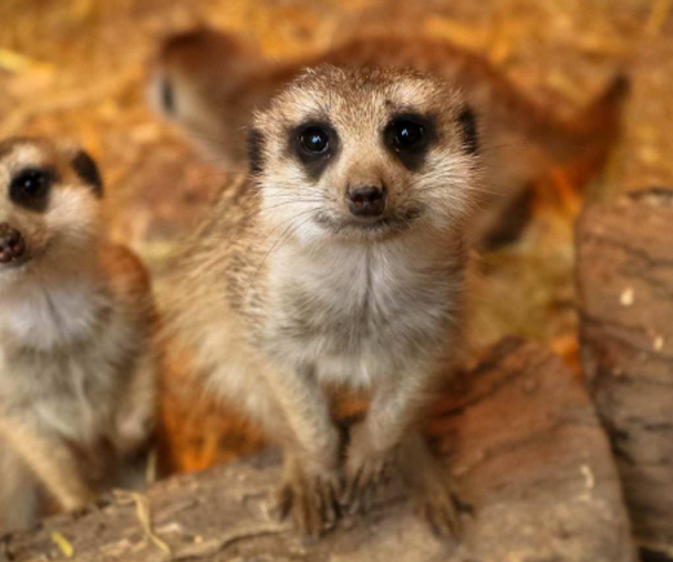 activity_detail_image