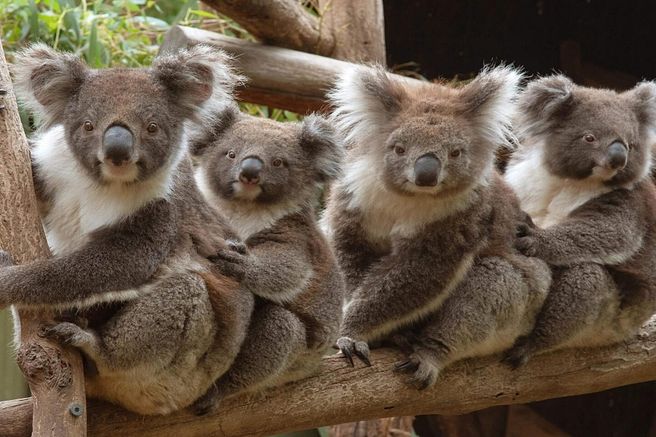 멜버른 밸러랫 와일드 라이프 파크 입장권