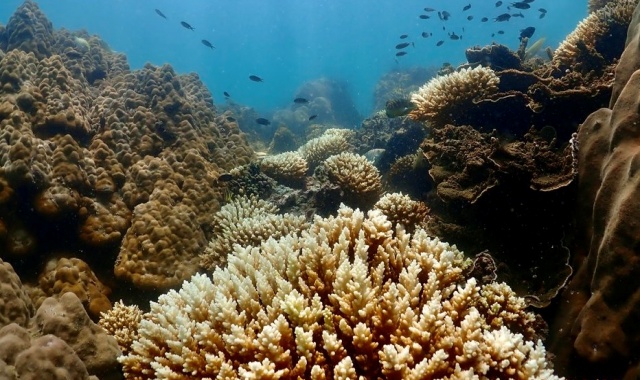 파타야 뱀부섬 스노클링 반일 투어 (숙소 픽업 & 샌딩, 스노클링 장비 포함)