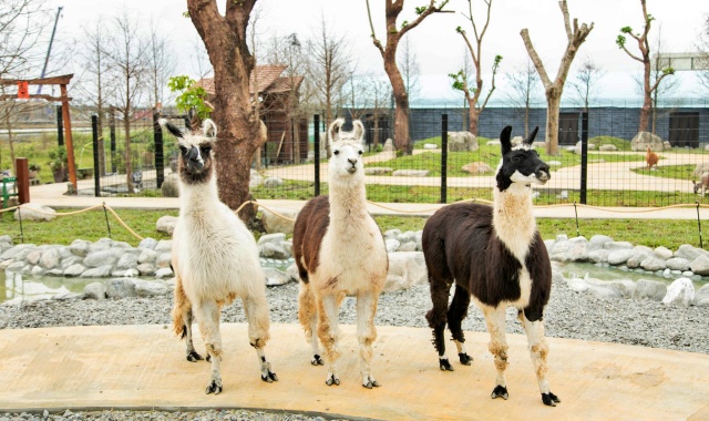 宜蘭·蘭陽動物体験パーク チケット