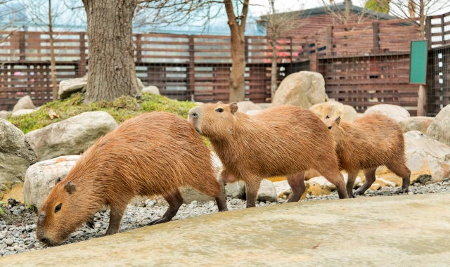 宜蘭·蘭陽動物体験パーク チケット