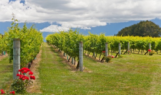 [마이리얼NZ투어] 오클랜드 야경 투어 + 서해안 + 와이너리 단독 투어