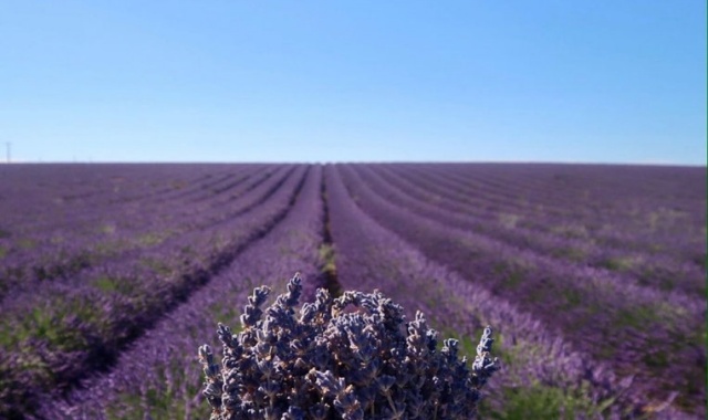 [파리봐야지] 아비뇽 출발: 뚜르 드 남프랑스 고품격 투어