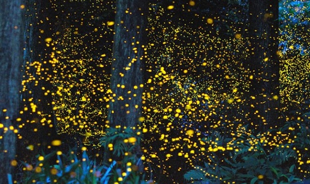 코타키나발루 맹그로브 선셋 & 반딧불 크루즈 투어 (WAUG Exclusive)