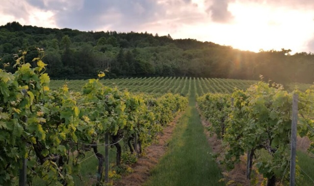 [런던소풍] 세븐시스터즈 그리고 와이너리 투어