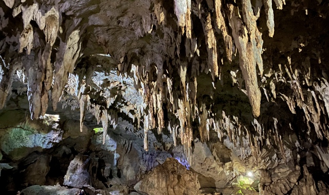 보홀 나팔링 & 히낙다난 스노클링 단독 투어 (오전, 오후 투어 선택 / 보홀트래블)