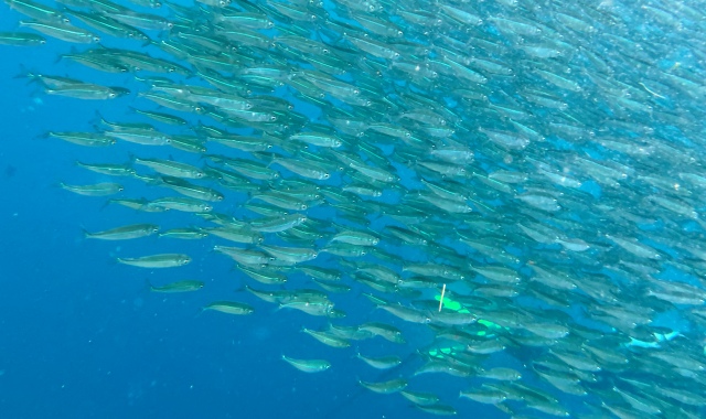 [보홀트래블] 보홀 나팔링 단독 투어