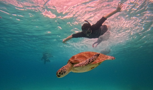 보홀 발리카삭 나팔링 단독 투어by 보홀트래블 (돌고래 투어 무료 선택)